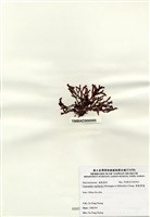 藏品(硬盾果藻)的圖片